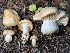  ( - HAY-F-007655)  @11 [ ] by-nc (2023) Damon Tighe Fungal Diversity Survey