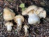  ( - HAY-F-007655)  @11 [ ] by-nc (2023) Damon Tighe Fungal Diversity Survey