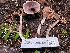  ( - HAY-F-007661)  @11 [ ] by-nc (2023) Damon Tighe Fungal Diversity Survey
