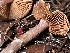  ( - HAY-F-007661)  @11 [ ] by-nc (2023) Damon Tighe Fungal Diversity Survey