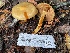  ( - HAY-F-007670)  @11 [ ] by-nc (2023) Damon Tighe Fungal Diversity Survey