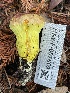  ( - HAY-F-007669)  @11 [ ] by-nc (2023) Damon Tighe Fungal Diversity Survey
