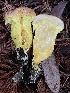  (Pulveroboletus sp. ravenelii-CA01 - HAY-F-007669)  @11 [ ] by-nc (2023) Damon Tighe Fungal Diversity Survey