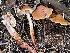  ( - HAY-F-007680)  @11 [ ] by-nc (2023) Damon Tighe Fungal Diversity Survey