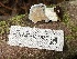  ( - HAY-F-007687)  @11 [ ] by-nc (2023) Damon Tighe Fungal Diversity Survey