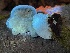  ( - HAY-F-007687)  @11 [ ] by-nc (2023) Damon Tighe Fungal Diversity Survey