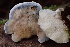  ( - HAY-F-007687)  @11 [ ] by-nc (2023) Damon Tighe Fungal Diversity Survey