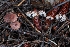  ( - HAY-F-008325)  @11 [ ] by-nc (2023) Warren Cardimona Fungal Diversity Survey