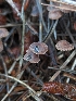  ( - HAY-F-008325)  @11 [ ] by-nc (2023) Warren Cardimona Fungal Diversity Survey
