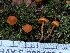  ( - HAY-F-008178)  @11 [ ] by-nc (2023) Warren Cardimona Fungal Diversity Survey