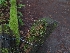  ( - HAY-F-008178)  @11 [ ] by-nc (2023) Warren Cardimona Fungal Diversity Survey