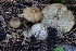 ( - HAY-F-008388)  @11 [ ] by-nc (2023) Taye Bright Fungal Diversity Survey