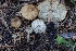  ( - HAY-F-008388)  @11 [ ] by-nc (2023) Taye Bright Fungal Diversity Survey