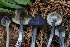  ( - HAY-F-008389)  @11 [ ] by-nc (2023) Taye Bright Fungal Diversity Survey