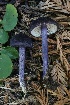  ( - HAY-F-008385)  @11 [ ] by-nc (2023) Taye Bright Fungal Diversity Survey