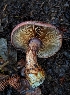  (Calonarius cacodes - HAY-F-008156)  @11 [ ] by-nc (2023) Warren Cardimona Fungal Diversity Survey