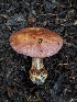  ( - HAY-F-008156)  @11 [ ] by-nc (2023) Warren Cardimona Fungal Diversity Survey
