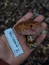  ( - HAY-F-008156)  @11 [ ] by-nc (2023) Warren Cardimona Fungal Diversity Survey
