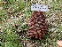  ( - HAY-F-004273)  @11 [ ] by-nc (2023) Jaren Hockert Fungal Diversity Survey