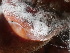  ( - HAY-F-004273)  @11 [ ] by-nc (2023) Jaren Hockert Fungal Diversity Survey