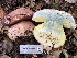  ( - HAY-F-007695)  @11 [ ] by-nc (2023) Damon Tighe Fungal Diversity Survey