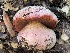  ( - HAY-F-007695)  @11 [ ] by-nc (2023) Damon Tighe Fungal Diversity Survey