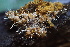  ( - HAY-F-007700)  @11 [ ] by-nc (2023) Damon Tighe Fungal Diversity Survey