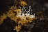  ( - HAY-F-007700)  @11 [ ] by-nc (2023) Damon Tighe Fungal Diversity Survey