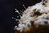  ( - HAY-F-007700)  @11 [ ] by-nc (2023) Damon Tighe Fungal Diversity Survey