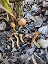  ( - HAY-F-007438)  @11 [ ] by (2023) Mandy Hackney Fungal Diversity Survey