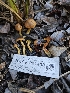  ( - HAY-F-007438)  @11 [ ] by (2023) Mandy Hackney Fungal Diversity Survey