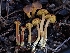  ( - HAY-F-006742)  @11 [ ] by (2023) Mandy Hackney Fungal Diversity Survey