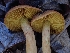 ( - HAY-F-006742)  @11 [ ] by (2023) Mandy Hackney Fungal Diversity Survey