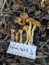  ( - HAY-F-006742)  @11 [ ] by (2023) Mandy Hackney Fungal Diversity Survey