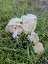  (Collybia rivulosa - HAY-F-006744)  @11 [ ] by (2023) Mandy Hackney Fungal Diversity Survey