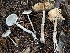  ( - HAY-F-007715)  @11 [ ] by-nc (2023) Damon Tighe Fungal Diversity Survey