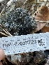  ( - HAY-F-007723)  @11 [ ] by-nc (2023) Damon Tighe Fungal Diversity Survey