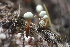  ( - HAY-F-007723)  @11 [ ] by-nc (2023) Damon Tighe Fungal Diversity Survey