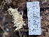  ( - HAY-F-007725)  @11 [ ] by-nc (2023) Damon Tighe Fungal Diversity Survey