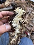  ( - HAY-F-007725)  @11 [ ] by-nc (2023) Damon Tighe Fungal Diversity Survey