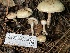  ( - HAY-F-007726)  @11 [ ] by-nc (2023) Damon Tighe Fungal Diversity Survey