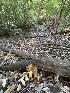  ( - HAY-F-007729)  @11 [ ] by-nc (2023) Damon Tighe Fungal Diversity Survey