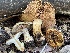  ( - HAY-F-007729)  @11 [ ] by-nc (2023) Damon Tighe Fungal Diversity Survey