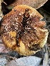  ( - HAY-F-007729)  @11 [ ] by-nc (2023) Damon Tighe Fungal Diversity Survey