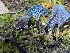  ( - HAY-F-007733)  @11 [ ] by-nc (2023) Damon Tighe Fungal Diversity Survey