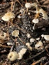  ( - HAY-F-007739)  @11 [ ] by-nc (2023) Damon Tighe Fungal Diversity Survey