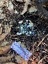  ( - HAY-F-007739)  @11 [ ] by-nc (2023) Damon Tighe Fungal Diversity Survey