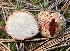 (Rhizopogon sp. PNW05 - HAY-F-007757)  @11 [ ] by-nc (2023) Damon Tighe Fungal Diversity Survey