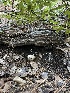  ( - HAY-F-007757)  @11 [ ] by-nc (2023) Damon Tighe Fungal Diversity Survey