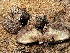  ( - HAY-F-007759)  @11 [ ] by-nc (2023) Damon Tighe Fungal Diversity Survey